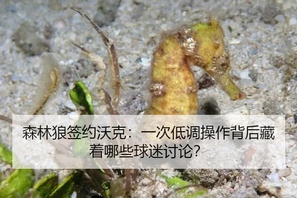森林狼签约沃克：一次低调操作背后藏着哪些球迷讨论？